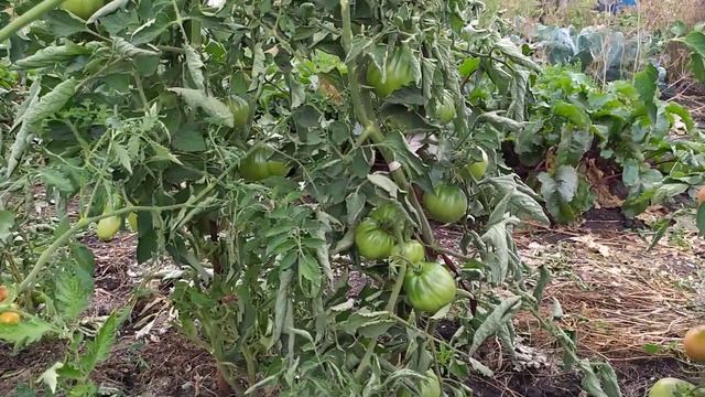 Мои томаты в открытом грунте. Обзор 14 августа. Саратовская область смотреть онлайн