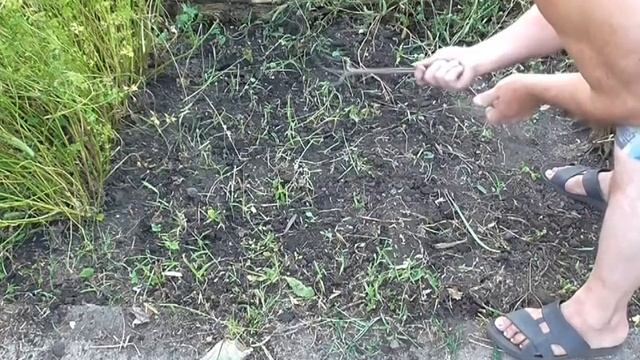 Уборка чеснока выросшего из семян, посеяных осенью смотреть онлайн