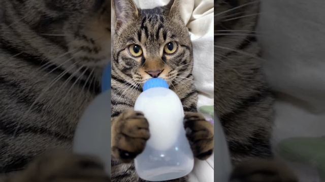 Молокосос?? смотреть онлайн