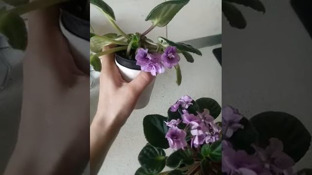 Неубиваемая фиалка которая должна быть в каждом доме #цветы #фиалка #африканскаяфиалка смотреть онлайн