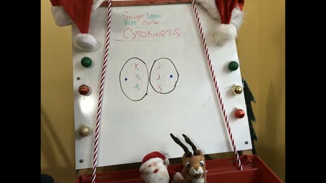 Meiosis - Kyle and Sawyer - Period 2 смотреть онлайн