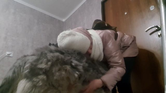 Всё тот же снег над "Ленинградом"... смотреть онлайн