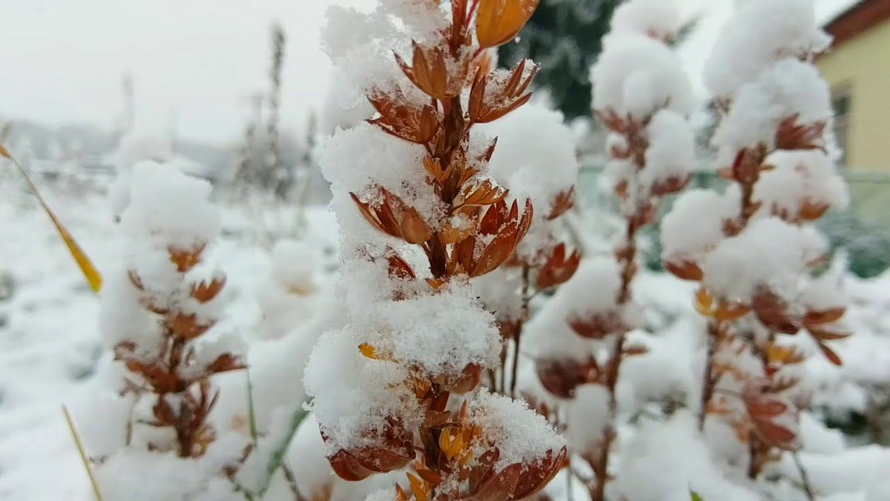 Первый снег.. смотреть онлайн