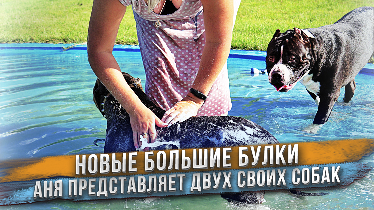 Две новые большие собаки: Кьюз и Барселона. Американский Булли XL и стандарт. смотреть онлайн