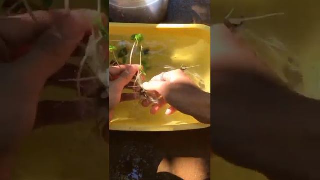 "Alocasia Jacklyn cấy mô" смотреть онлайн