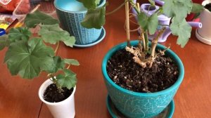 Пересадка и обрезка пеларгонии