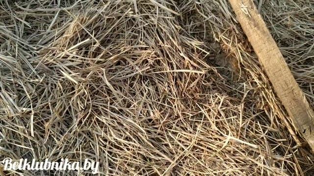 Подкормочный узел для клубники. Инжектор Вентури. Belklubnika.by.mp4 смотреть онлайн