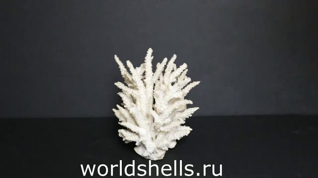 Коралл бело-бежевый 16 см. смотреть онлайн