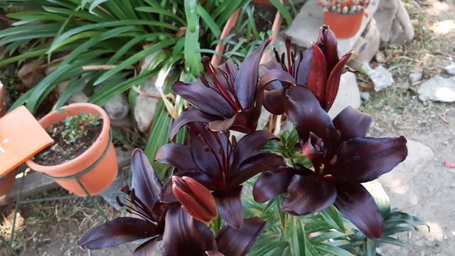 Lilium Night Rider / Lilium Negro / Lirio Negro / Black Lily смотреть онлайн
