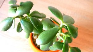 ПОЛИВ Толстянки (Денежного дерева) в зимнее время