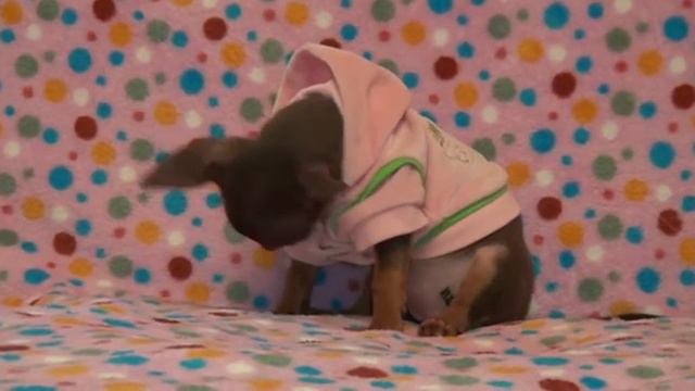 Russian toy terrier puppies for sale смотреть онлайн