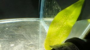 Забираем у скалярии икру.