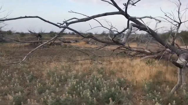 В поиске коряги ✊😉 смотреть онлайн