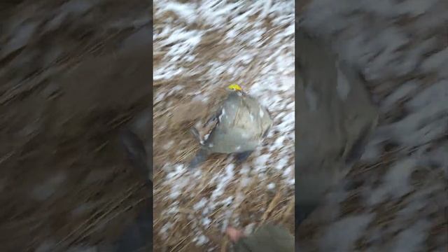 Хищный лещ смотреть онлайн
