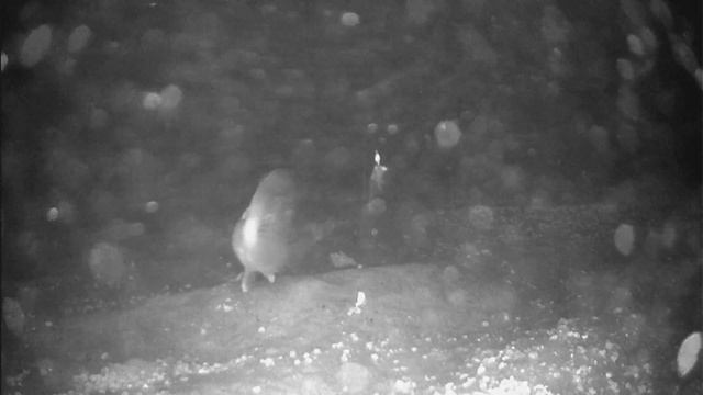 ЯЗЬ 52 КОМПАКТ 9 PRO | ЗИМНЯЯ РЫБАЛКА В КОМАРОВА 26 . 03 . 2023 Г смотреть онлайн