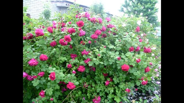 Самая мощная английская роза Tess of the d'Urbervilles. Моя энциклопедия английских роз. смотреть онлайн