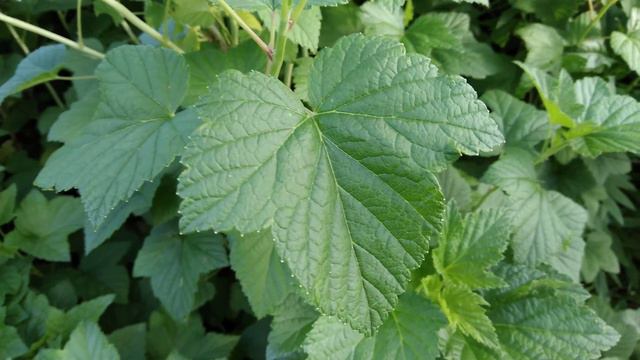 Смородина смотреть онлайн