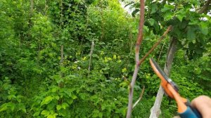 ЗИЗИФУС . Формирующая обрезка !