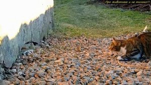 Противостояние КОШКИ и ЛАСКИ. Кто кого?