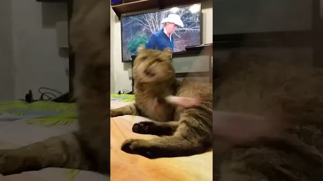 Европейский Лесной Кот смотреть онлайн