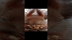 Опять едим орешек