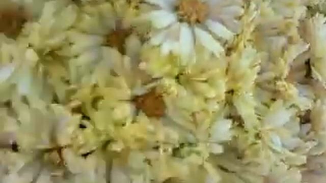 Жёлтые хризантемы смотреть онлайн