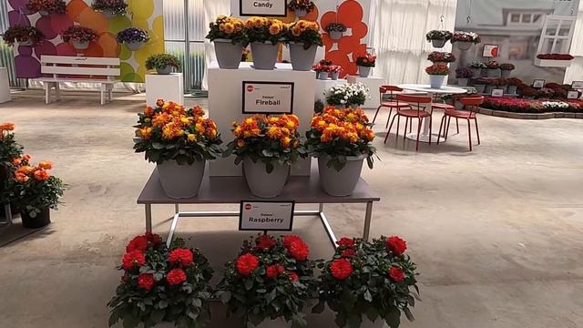 2020 Selecta One Dahlia Dalaya смотреть онлайн