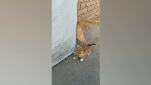 Ozzy Man Reviews: Cats Being Dodgy #5 смотреть онлайн