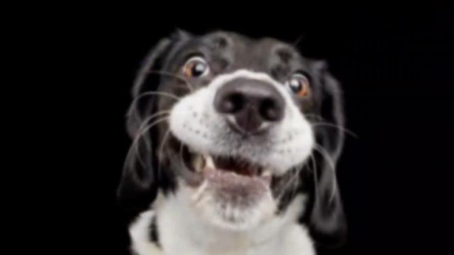 ЗВУКИ КОТОРЫЕ НРАВЯТСЯ СОБАКАМ ? | ПРАНК НАД СОБАКОЙ | ТЕСТ НА ОХРАННИКА ЧЕЛЛЕНДЖ смотреть онлайн