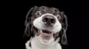 ЗВУКИ КОТОРЫЕ НРАВЯТСЯ СОБАКАМ ? | ПРАНК НАД СОБАКОЙ | ТЕСТ НА ОХРАННИКА ЧЕЛЛЕНДЖ