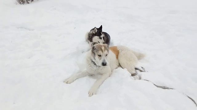 Щенки Хаски и Алабая играют ( г. Оренбург) смотреть онлайн