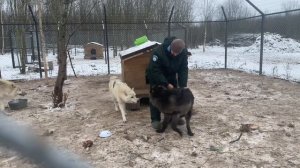 Волки в Деле ?‼️ Нападение ВОЛКА на человека.