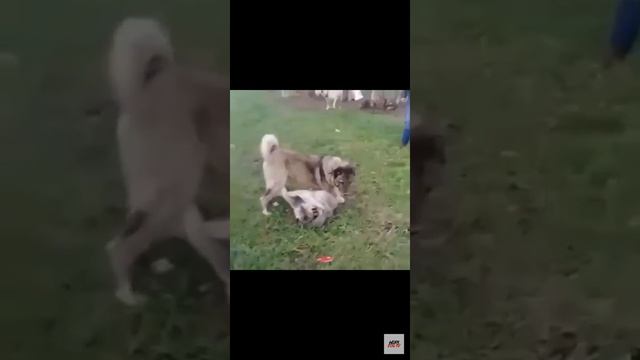 Сагчанги чупони смотреть онлайн