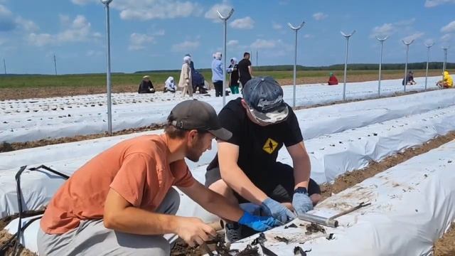 Посадка земляники сорта Сенсация. Фриго А+. смотреть онлайн