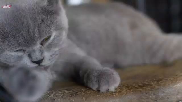 Music To Relax Stressed Cats, Music Therapy For Cats! Soothing Music To Combat Anxiety For Cats!