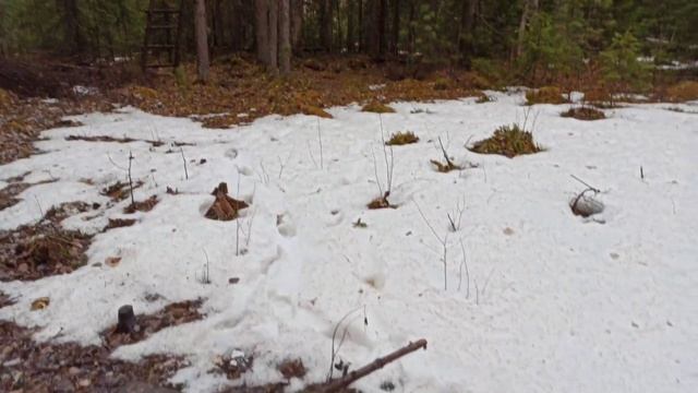 Привада на медведя, проверяем приваду, осмотр лабазов, как построить лабаз.медведи ХМАО. смотреть онлайн