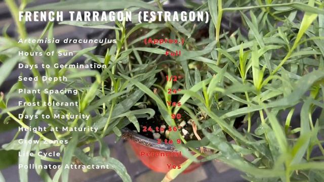 Discover The Real French Tarragon! (Artemisia Dracunculus) 