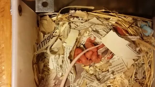 Мышки. Сутки после рождения смотреть онлайн