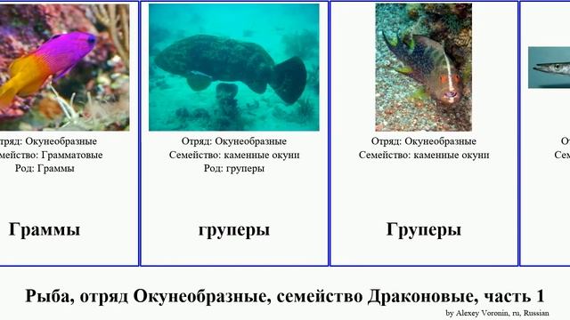 Рыба, отряд Окунеобразные, семейство Драконовые, часть 1 fish хирург колюшка групер Бородатка идол смотреть онлайн