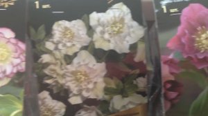 Морозник в саду + посадка