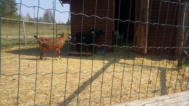 Заболела коза. смотреть онлайн