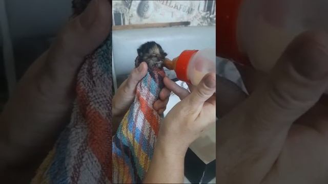 Кормление новорождённого котёнка без кошки смотреть онлайн