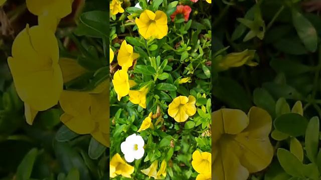 В разноцветных платьях нежные петунии, водят хороводы, радуя мой глаз. смотреть онлайн