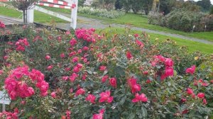 Питомник роз Кордеса осень октябрь часть 1