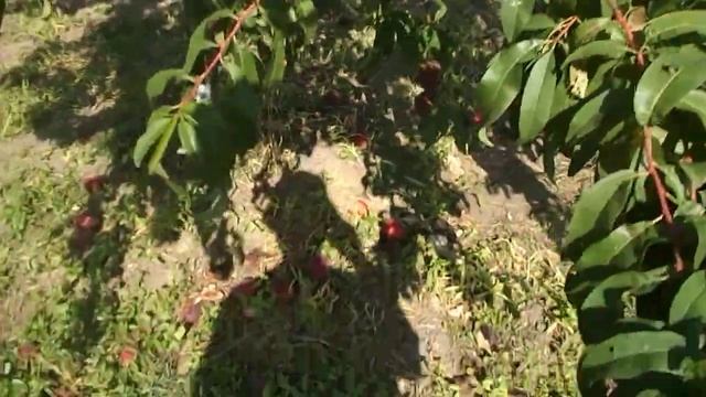 Персик Вайт Фрэш урожай 2021г смотреть онлайн