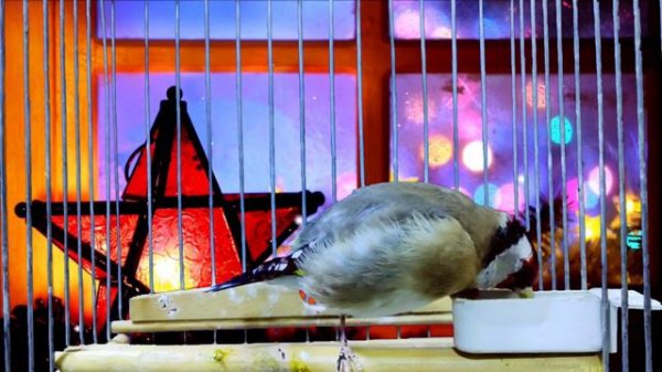 Melodies of Education The Empowering Song of the Goldfinch