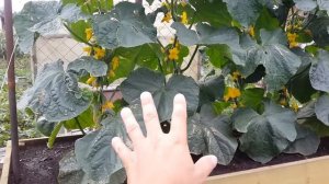 Сравнение огурцов на гидропонике и земле в одинаковых условиях