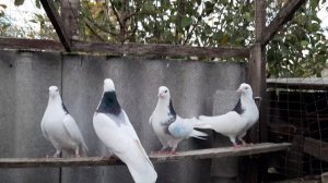 Пермские гривуны. Высоколётные голуби.