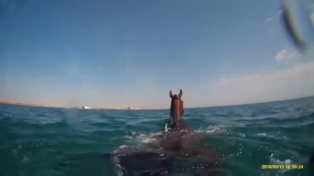 КАК ПЛАВАЕТ ЛОШАДЬ #HOWHORSESSWIMM #КАКПЛАВАЮТЛОШАДИ КОННЫЙ СПОРТ EQUINE SEA SWIMMING