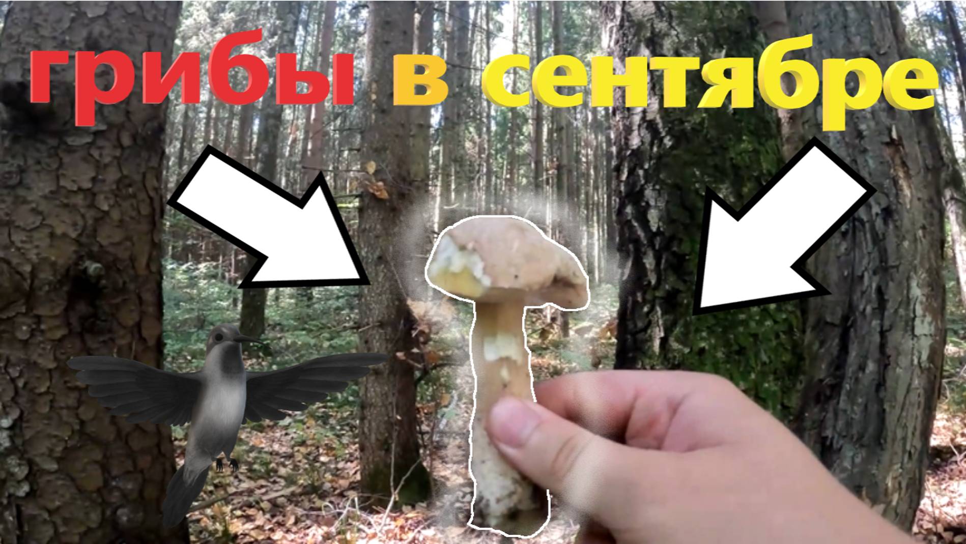Есть ли ГРИБЫ в сухом Подмосковном лесу в начале сентября 2024? Ответ: да, есть!!! смотреть онлайн
